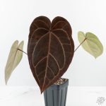 Anthurium Red Velvet Cake '24' x Zara '29' by DocBlock® (wk24-D) - Image 2