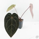 Anthurium Red Velvet Cake '24' x Zara '29' by DocBlock® (wk24-D) - Image 3