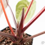 Variegated Anthurium Red Velvet Cake '24' x Zara '29' by DocBlock® (wk24-UI) - Image 10