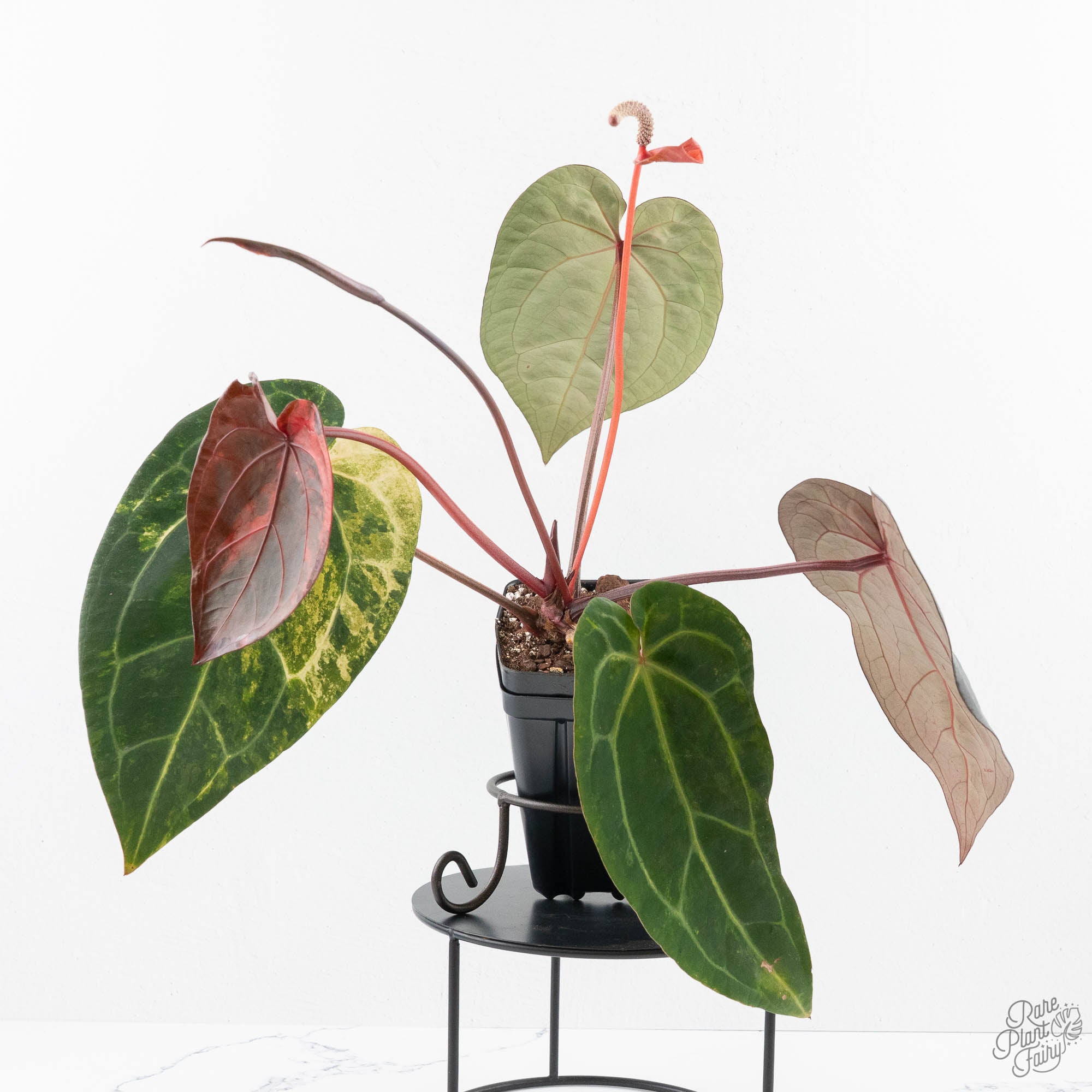 RedVelvetCake24xZara29-24UI-2-3.jpg Variegated Anthurium Red Velvet Cake '24' x Zara '29' by DocBlock® (wk24-UI) - Image 1