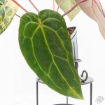 Variegated Anthurium Red Velvet Cake '24' x Zara '29' by DocBlock® (wk24-UI) - Image 3