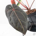 Variegated Anthurium Red Velvet Cake '24' x Zara '29' by DocBlock® (wk24-UI) - Image 4