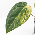Variegated Anthurium Red Velvet Cake '24' x Zara '29' by DocBlock® (wk24-UI) - Image 5
