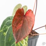 Variegated Anthurium Red Velvet Cake '24' x Zara '29' by DocBlock® (wk24-UI) - Image 6