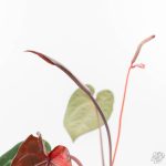 Variegated Anthurium Red Velvet Cake '24' x Zara '29' by DocBlock® (wk24-UI) - Image 8