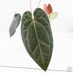 Variegated Anthurium Red Velvet Cake '24' x Zara '29' by DocBlock® (wk24-UI) - Image 7
