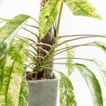 Rhaphidophora foraminifera variegated *Grower's Choice* - Image 6