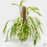 Rhaphidophora foraminifera variegated *Grower's Choice*