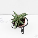 Sansevieria Lavranos Blue Clone Variegated *Grower's Choice* - Image 3