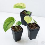 Scindapsus 'Jade Satin' aurea variegated *Grower's Choice* - Image 3