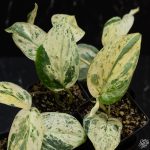 Scindapsus 'Jade Satin' marble variegated *Grower's Choice* - Image 2