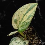 Scindapsus 'Jade Satin' marble variegated *Grower's Choice*
