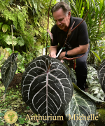 Anthurium 'Michelle' by DocBlock *Grower's Choice* - Image 11