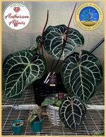 Anthurium 'Michelle' by DocBlock *Grower's Choice* - Image 10
