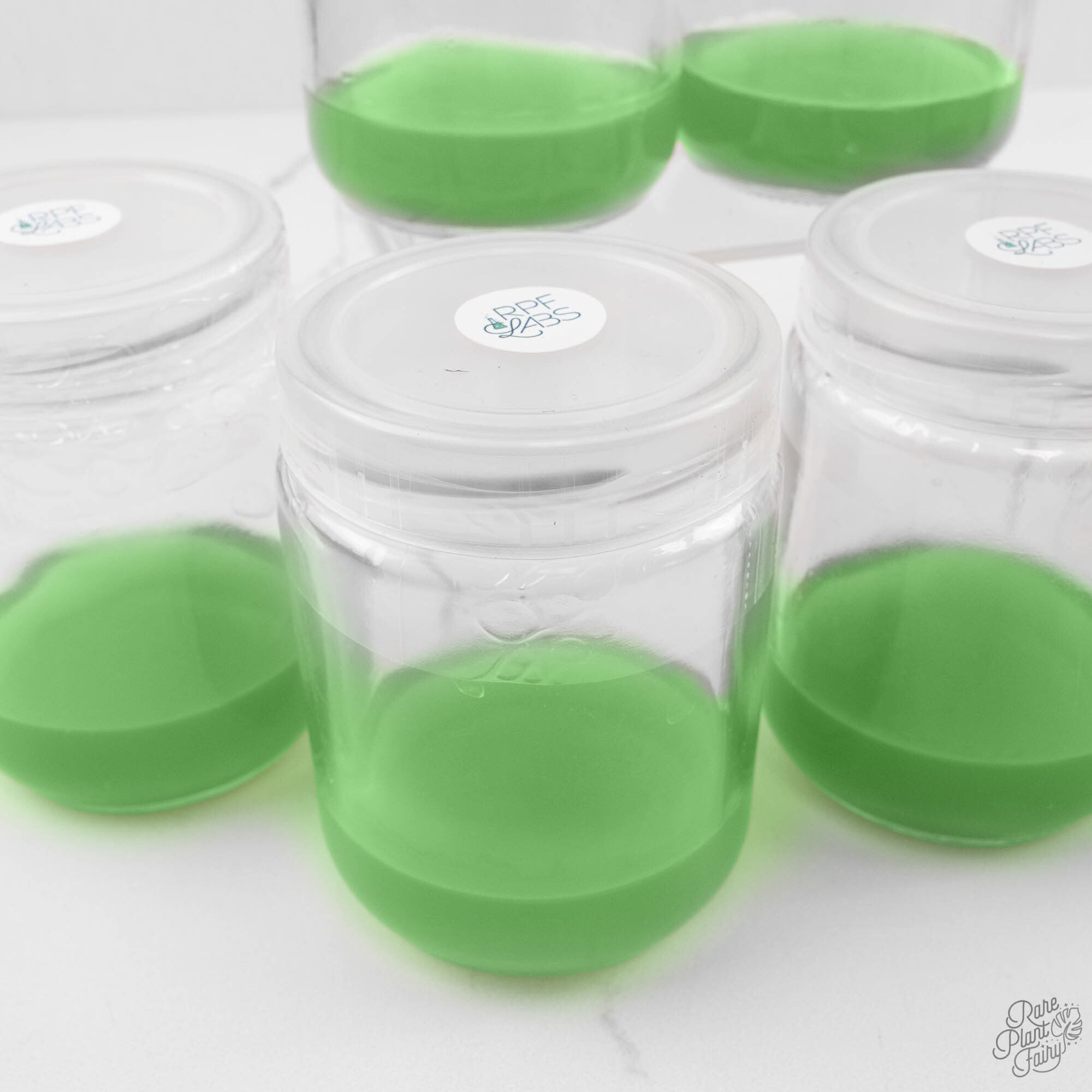Ready-made tissue culture media for Anthurium multiplication in sterile jars