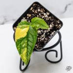 Monstera Siltepecana Aurea Variegated *Grower's Choice*