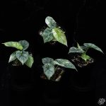 Alocasia 'Silver Dragon' albo variegated *Grower's Choice* - Image 3