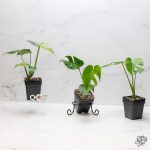 Monstera Deliciosa 'Compacta' with Kunzo Tags *Grower's Choice* - Image 8