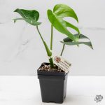 Monstera Deliciosa 'Compacta' with Kunzo Tags *Grower's Choice* - Image 7