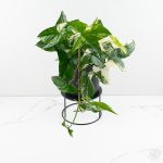 Syngonium podophyllum albo variegated *Grower's Choice* - Image 2
