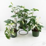 Syngonium podophyllum albo variegated *Grower's Choice* - Image 3