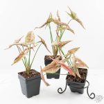 Syngonium 'Rolli' *Grower's Choice* - Image 3