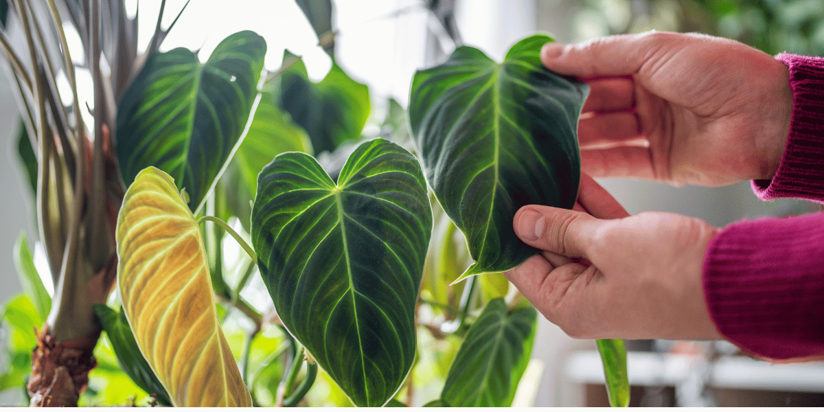 Lush greenhouse full of rare tropical plants