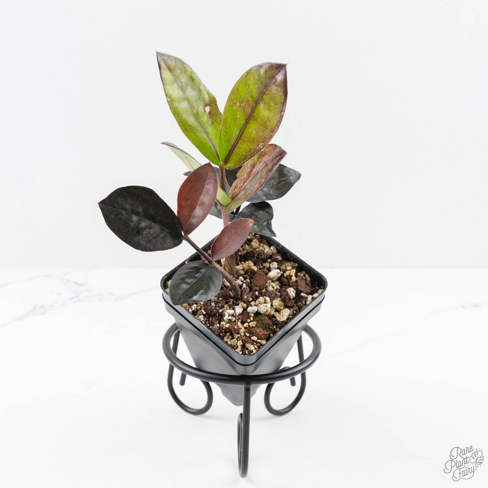 ZamioculcasZamiifoliaRavenZZpinkvariegated-24UB-3-3.jpg Zamioculcas Zamiifolia "Raven ZZ" Pink Variegated (wk24-UB) - Image 1