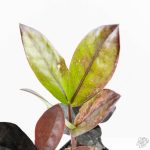 Zamioculcas Zamiifolia "Raven ZZ" Pink Variegated (wk24-UB) - Image 3