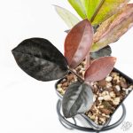 Zamioculcas Zamiifolia "Raven ZZ" Pink Variegated (wk24-UB) - Image 4