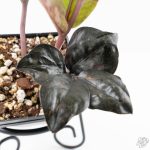 Zamioculcas Zamiifolia "Raven ZZ" Pink Variegated (wk24-UB) - Image 5
