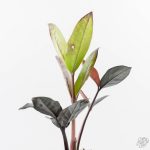 Zamioculcas Zamiifolia "Raven ZZ" Pink Variegated (wk24-UB) - Image 6