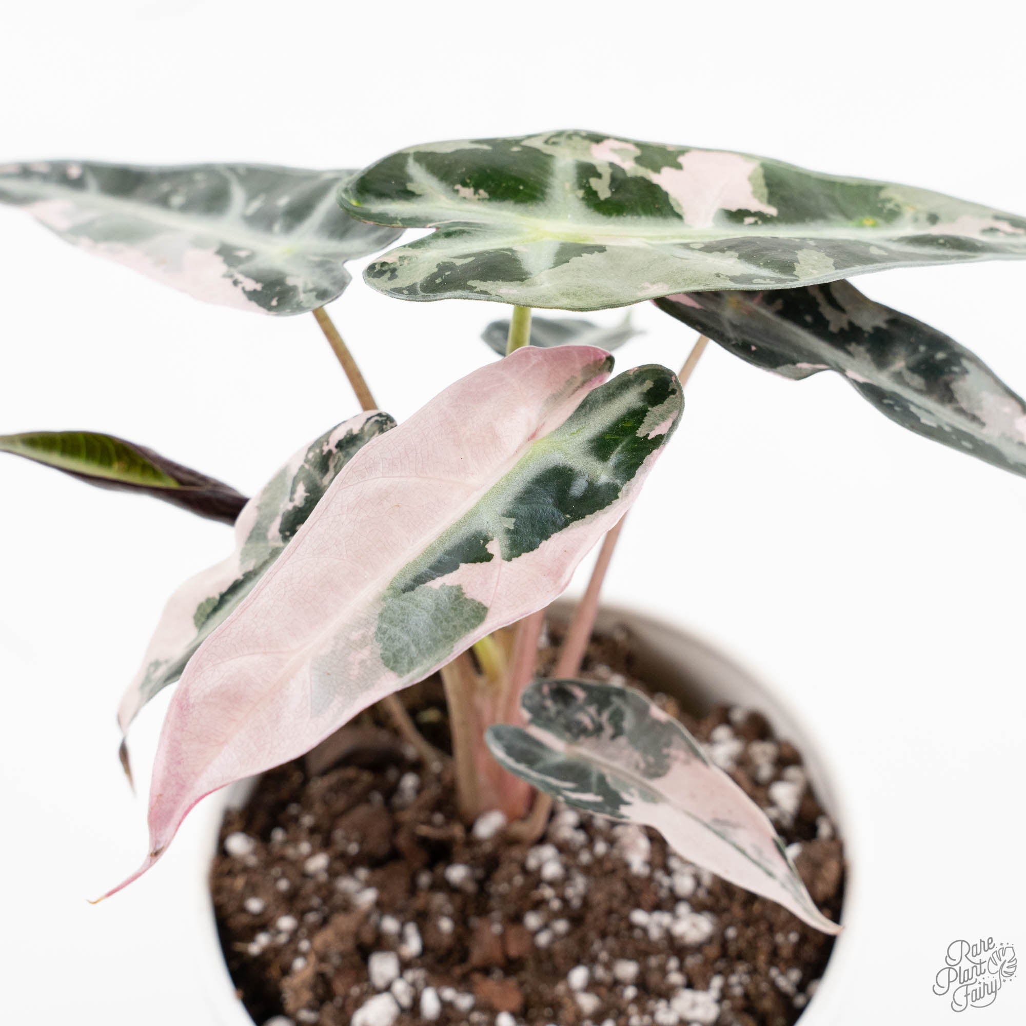 alocasiaBP-4-3.jpg Alocasia 'Bambino' pink variegated *Grower's Choice* - Image 1