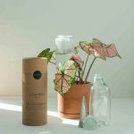 Cowbell Mini Self-Watering Plant Care Kit (250mL) - Image 5