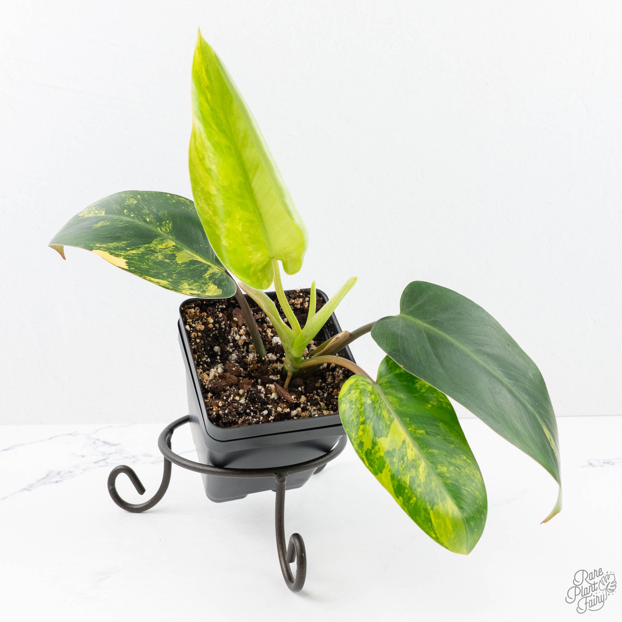 emeraldqueengrower_schoice-2-3.jpg Philodendron Emerald Queen variegated *Grower's Choice* - Image 1