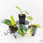 Philodendron Emerald Queen variegated *Grower's Choice* - Image 2