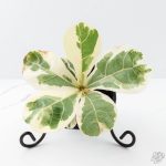Ficus lyrata variegated fiddle leaf fig tree *Grower's Choice* - Image 5