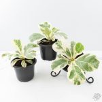 Ficus lyrata variegated fiddle leaf fig tree *Grower's Choice* - Image 6