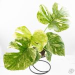 Monstera Deliciosa 'Thai Constellation' Green Snow *Grower's Choice*