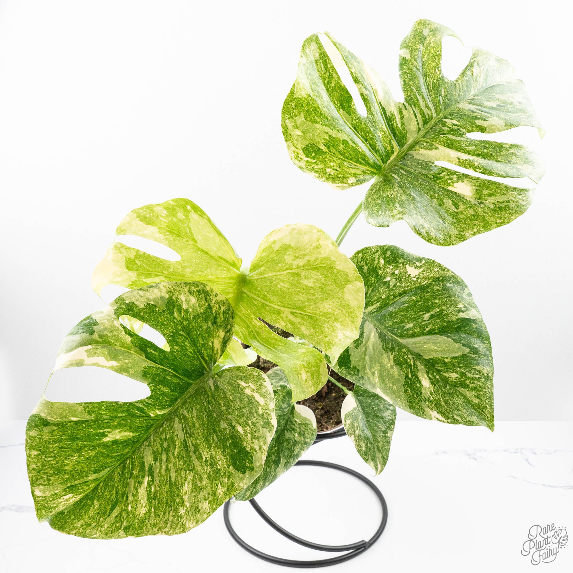grower_schoicemonsteradeliciosathaiconstellationgreensnow-3-3.jpg Monstera Deliciosa 'Thai Constellation' Green Snow *Grower's Choice* - Image 1