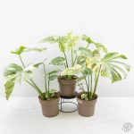 Monstera Deliciosa 'Thai Constellation' Green Snow *Grower's Choice* - Image 3