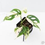 Monstera Adansonii 'Double Windows' Albo Variegated (Commonly Labeled as Monstera Acuminata Albo) *Grower's Choice*