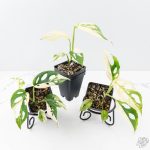 Monstera Adansonii 'Double Windows' Albo Variegated (Commonly Labeled as Monstera Acuminata Albo) *Grower's Choice* - Image 3