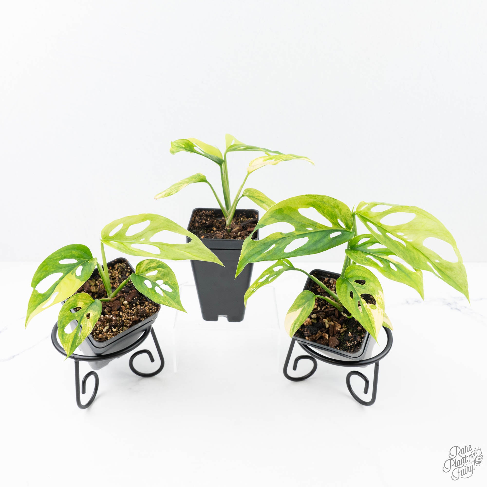 monsteraadansoniiaurea-1-3.jpg Monstera Adansonii sp. 'Double Windows' Aurea Variegated (Commonly Mislabeled as Monstera Acuminata Aurea) *Grower's Choice* - Image 1
