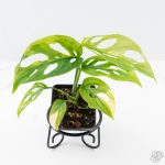 Monstera Adansonii sp. 'Double Windows' Aurea Variegated (Commonly Mislabeled as Monstera Acuminata Aurea) *Grower's Choice* - Image 2