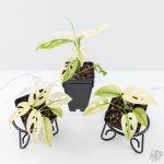 Monstera Adansonii Double Windows Mint Variegated (Commonly Mislabeled as Monstera Acuminata Mint) *Grower's Choice*