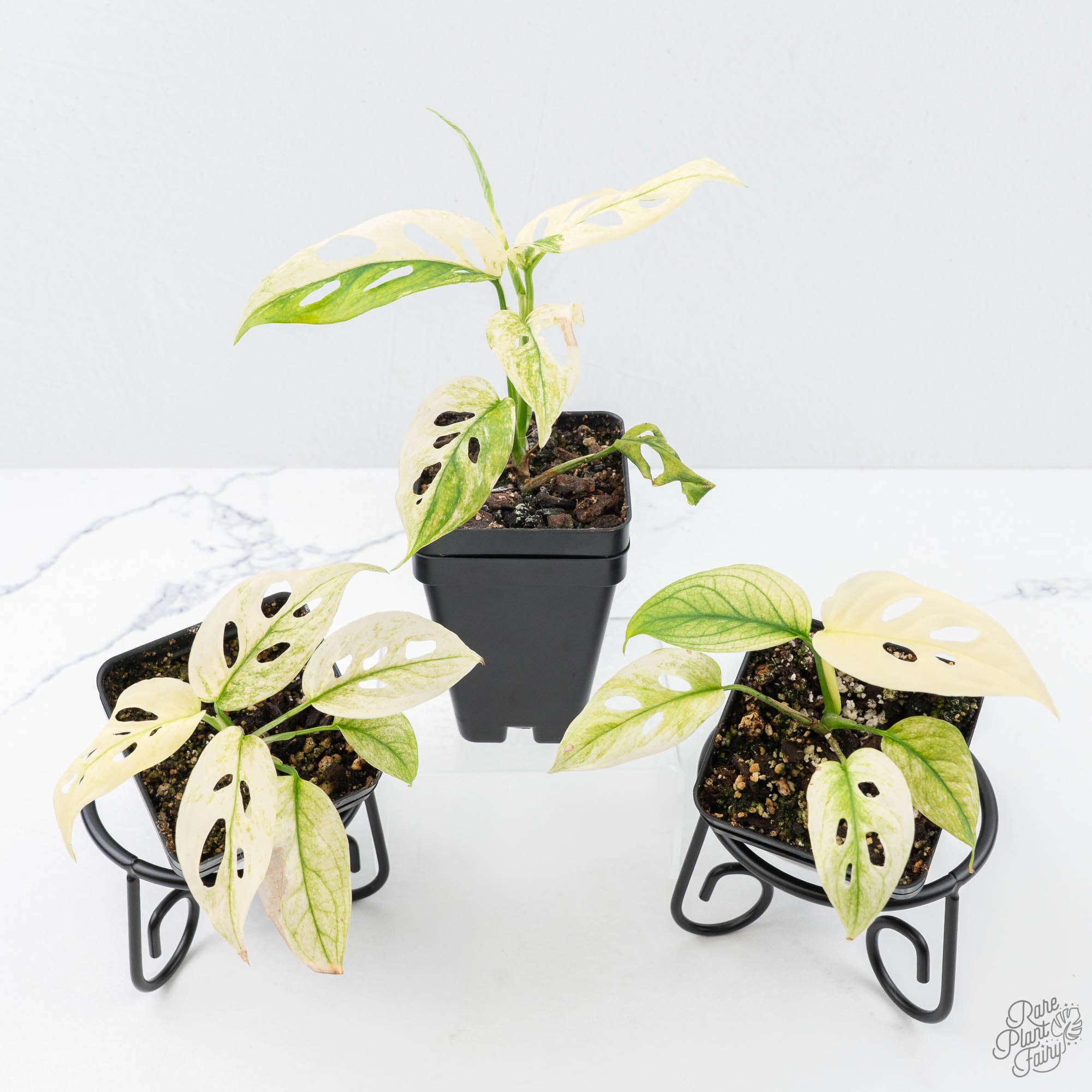 monsteraadansoniimint-3-1.jpg Monstera Adansonii Double Windows Mint Variegated (Commonly Mislabeled as Monstera Acuminata Mint) *Grower's Choice* - Image 1
