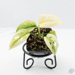 Monstera Adansonii Double Windows Mint Variegated (Commonly Mislabeled as Monstera Acuminata Mint) *Grower's Choice* - Image 3