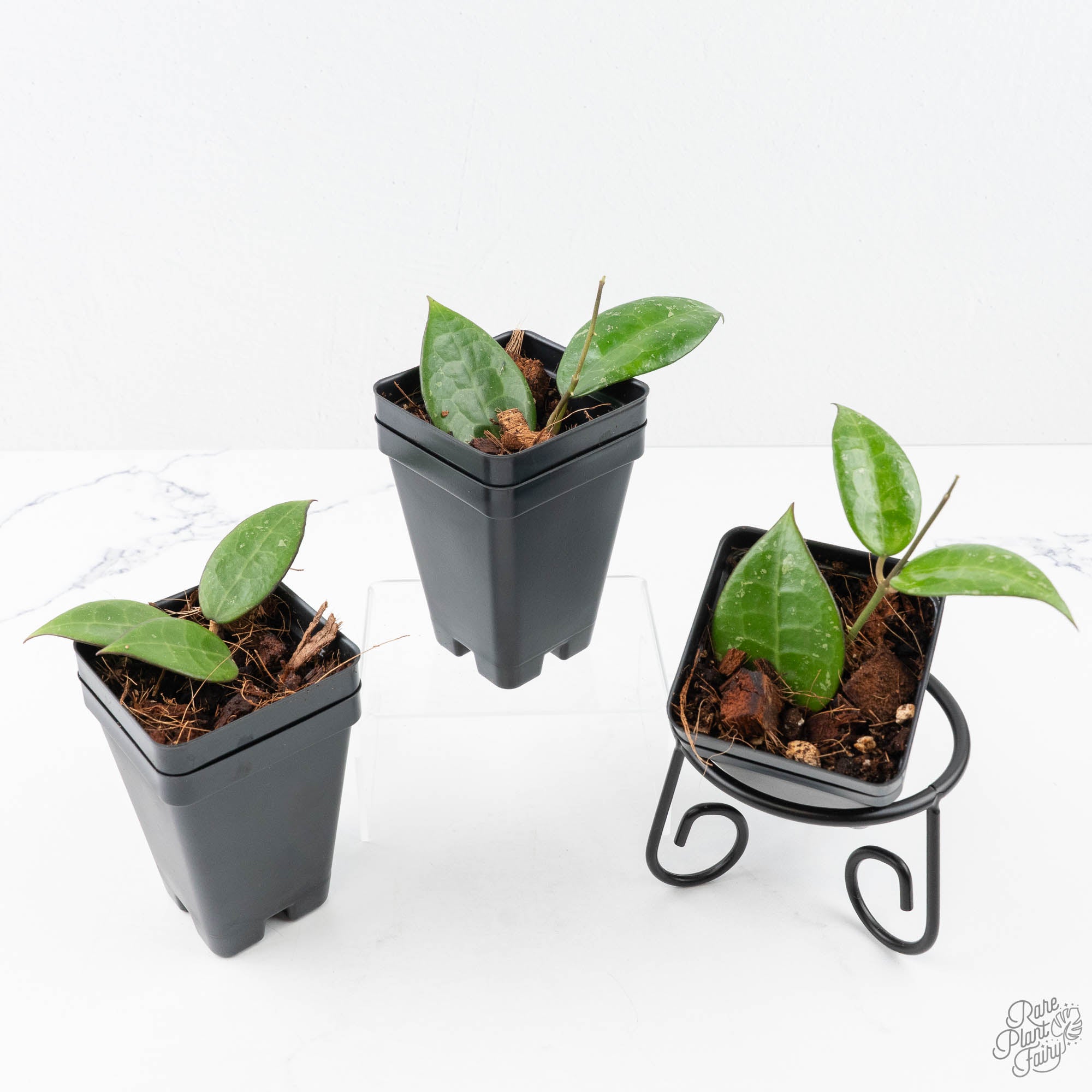 vertblackmargingrower_schoice-4-3.jpg Hoya verticillata 'Black Margin' *Grower's Choice* - Image 1